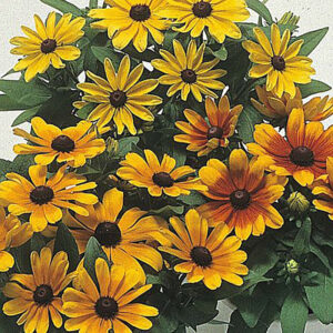 Rudbeckia Becky Mix