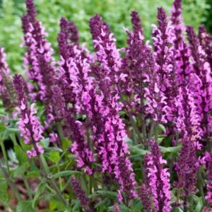 Salvia Nemorosa New Dimension Rose