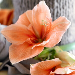 Amarillys Picotee Blanco Con Fino Borde Rojo