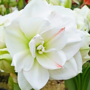 Amaryllis Hercules