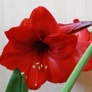 Amaryllis Red Lion