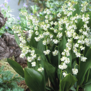 Convallaria Majalis Prolificans