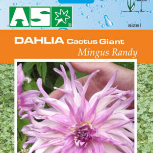Dahlia Cactus Giant Mingus Randy Pb