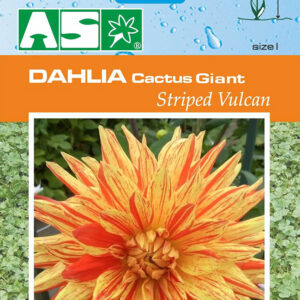 Dahlia Cactus Giant Striped Vulcan Pb