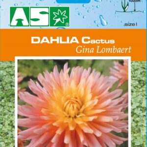 Dahlia Cactus Gina Lombaert Pb