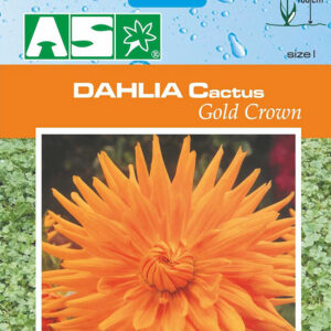 Dahlia Cactus Gold Crown Pb