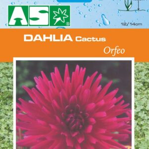 Dahlia Cactus Orfeo Pb