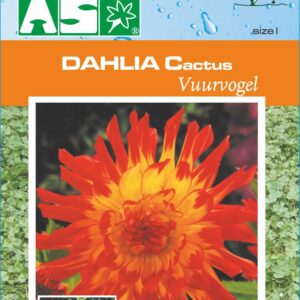 Dahlia Cactus Vuurvogel Pb