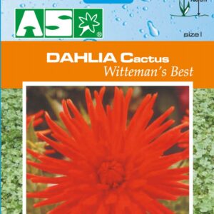 Dahlia Cactus Witteman`S Best Pb