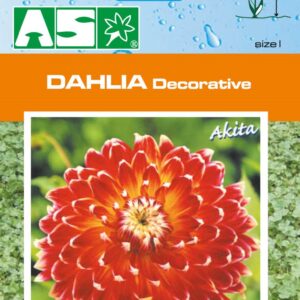 Dahlia Decorative Akita Pb