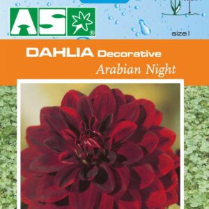 Dahlia Decorative Arabian Night Pb