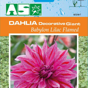 Dahlia Decorative Babylon Lilac Flamed Pb