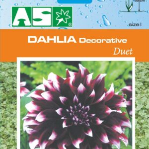 Dahlia Decorative Duet Pb