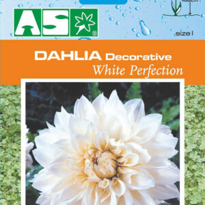 Dahlia Decorative White Perfection Pb