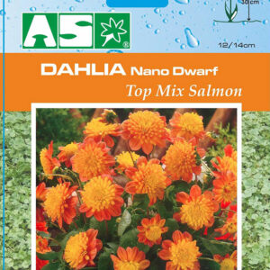 Dahlia Nano Dwarf Top Mix Salmon Pb