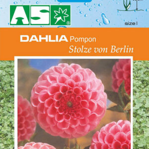 Dahlia Pompon Stolze Von Berlin Pb