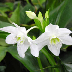 Eucharis_Amazonica Blanco