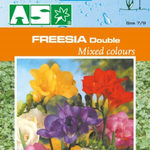 Fressia Doble Mixed Colours Pb