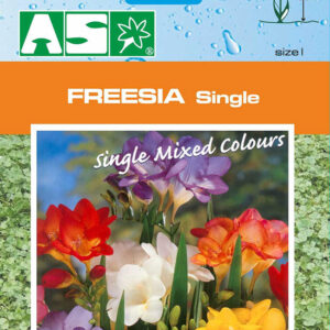 Fressia Single Pb