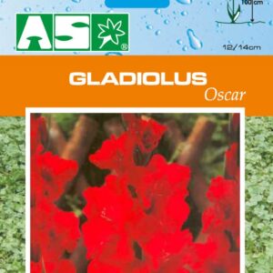 Gladiolus Oscar Pb