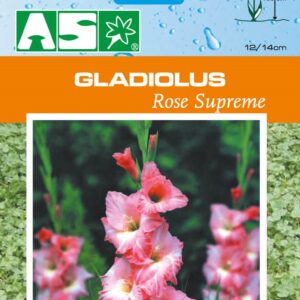 Gladiolus Rose Supreme Pb