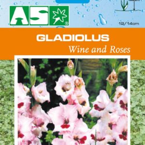 Gladiolus Wine And Roses Pb
