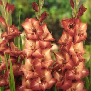 Gladiolo Exotic Antica