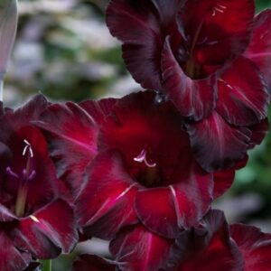 Gladiolo Exotic Black Star