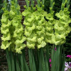 Gladiolo Exotic Green