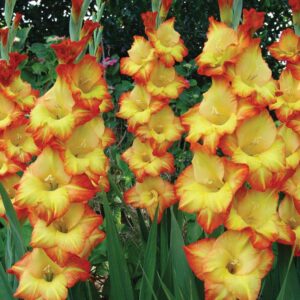 Gladiolo Exotic Princess Margaret Rose