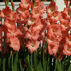 Gladiolo Rose Supreme