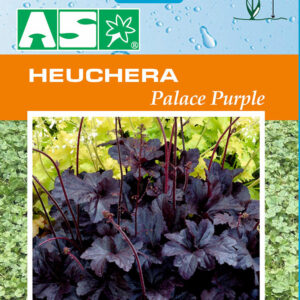 Heuchera Palace Purple Pb