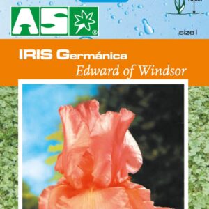 Iris Germanica Edward Of Windsor Pb