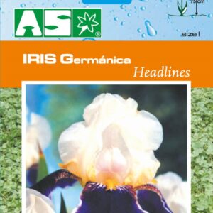 Iris Germanica Headlines Pb