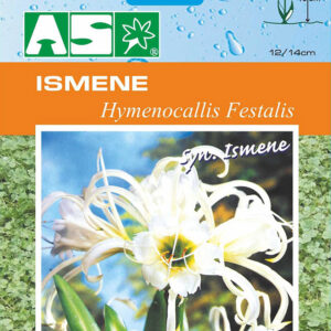 Ismene Hymenocallis Festalis Pb