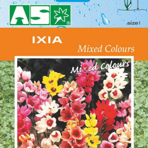 Ixia Mixed Colours Pb