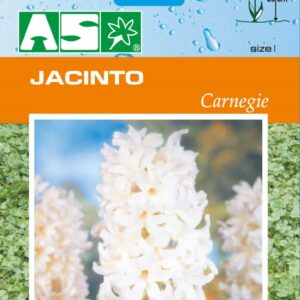Jacinto Carnegie Pb