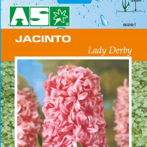 Jacinto Lady Derby Pb