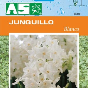 Junquillo Blanco Pb