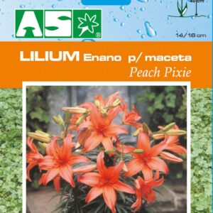Lilium Enano Para Maceta Peach Pixie Pb