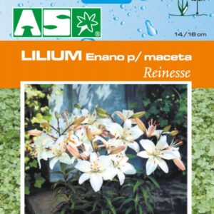 Lilium Enano Para Maceta Reinesse Pb