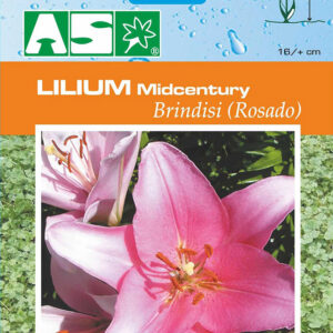 Lilium Midcentury Brindisi Rosado Pb