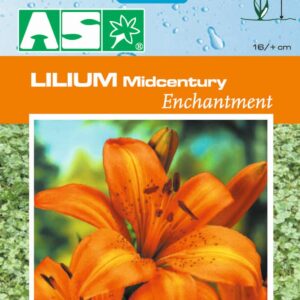 Lilium Midcentury Enchantment Pb