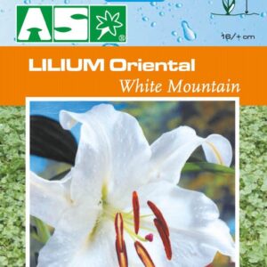 Lilium Oriental White Mountain Pb