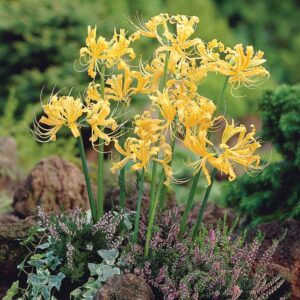 Lycoris Aurea Amarilla