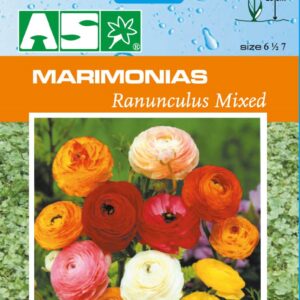 Marimonias Ranunculus Mixed Pb