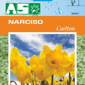 Narciso Carlton Pb