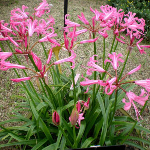 Nerine_Bowdenii
