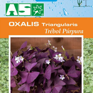 Oxalis Triangularis Trebol Purpura Pb