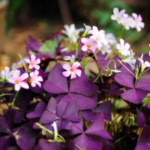 Oxalis Iron Cross